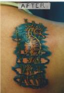 seahorse after